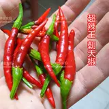 Острые династии Tianjiao Pepper Pepper Seeds Seeds Spring Spring Summer Four Seasons Xiaomi Super Spine Miao Miao North South