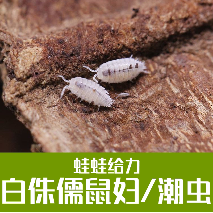 蛙蛙给力 鼠妇 潮虫 侏儒白鼠妇 迷你鼠妇 雨林缸清洁 淘宝网