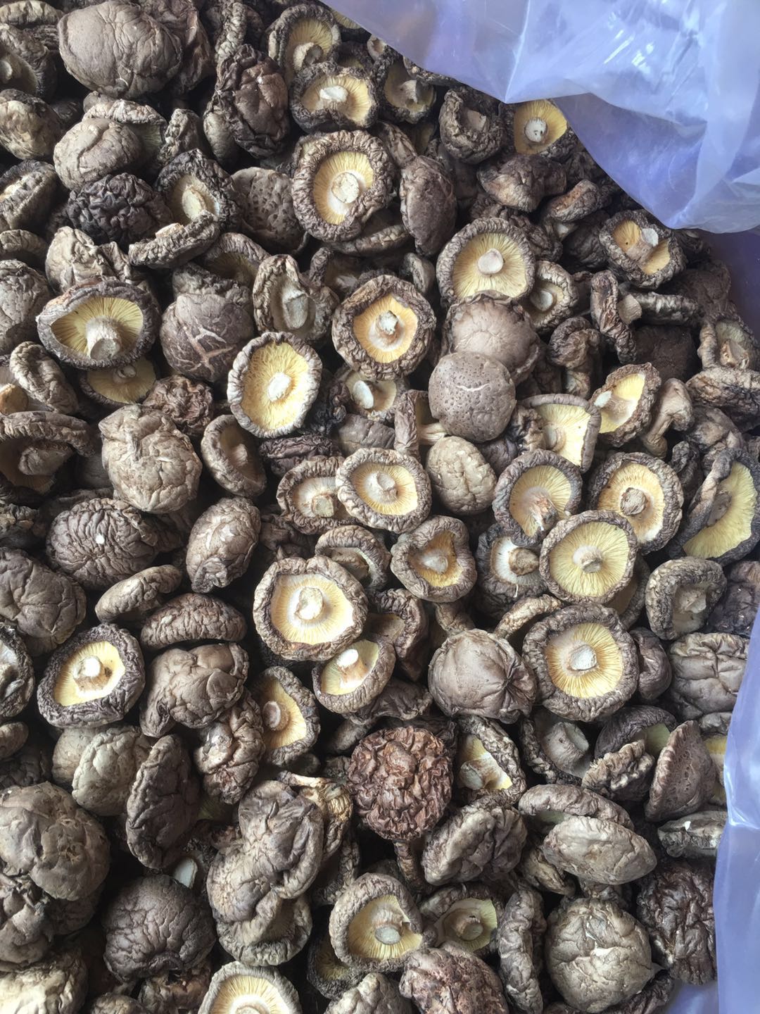 新鲜 白雪菇 150g 中国