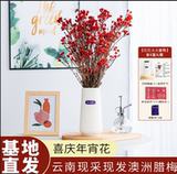 0红红火火的 澳洲腊梅+盆 自带花盆  淘礼金+卷后17.9 