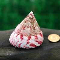 Red Tower Snail [5-6 см]