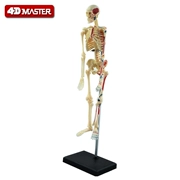 4D Thạc Sĩ mô hình bộ xương người tĩnh skeleton mô hình lắp ráp sinh viên y khoa giải phẫu giảng dạy trình diễn thiết bị