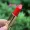 Ins rung siêu lửa peking bq hyaluronic acid son dưỡng ẩm dưỡng môi nữ sinh cắn môi trang điểm đỏ lá phong - Son môi