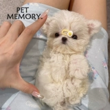 Новый маленький яичный желток Мини -разбитые волосы BB Clip Clip Malzis голова ювелирные украшения маленький клип для волос волосы