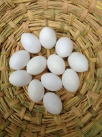 Фальшивые яйца/фальшивые яйца и яйца/яйца/голубные принадлежности/цитаты/птичьи гнезда/горшок для птиц/голубь -фальшивое яйцо/голубь