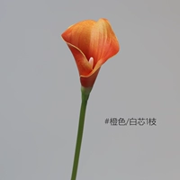 Little Horseshoe Lotus 1 [оранжевый/белый ядро]