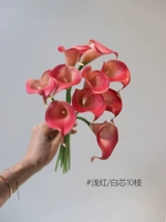 Little Horseshoe Lotus 10 [светло -красное/белое ядро]