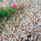 0,9-1,3 см 1 Юань для рисовых улиток 50