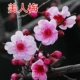 Привитая красота Meimei Three -Myear miao