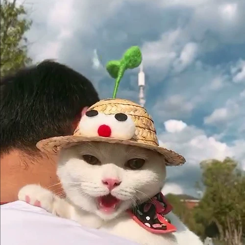 Локк, домашняя кошка, собака собака