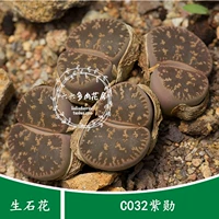 Шесть или шесть семян мяса [C032 10 капсулы+ Zixun] Сырой каменный цветочный семена Семена сочные растения Семена сочные растения
