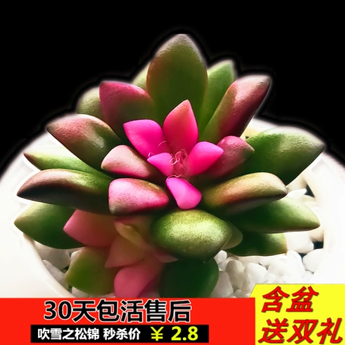 Новые сочные растения снежного пейзажа, бесплатное милое сочное сочетание зеленых цветов растений