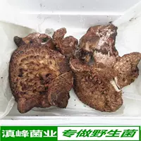 Spot Fresh Wild Black Tiger Clamp Mushrooms, Юньнан Лицзян.
