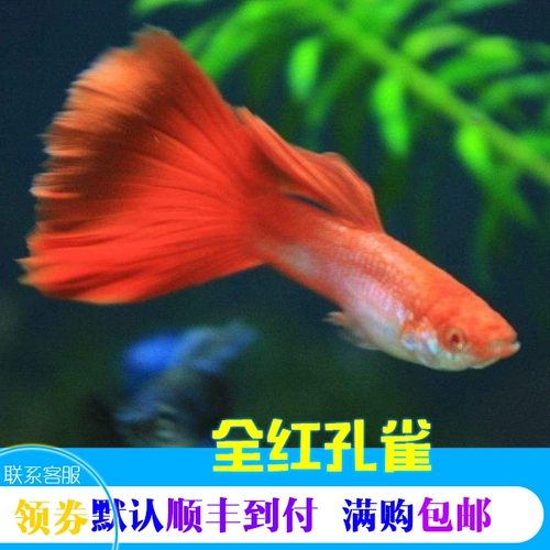 Пикок -рыбной бутик все красные павлины маленькая тропическая декоративная рыба, чтобы Fish Express Package Live Death Bag Потраченная продажа горячая распродажа