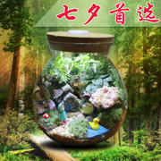 七夕礼物 多肉苔藓微景观生态瓶 