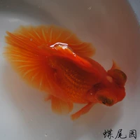 Наблюдение за рыбой/национальной золотой рыбкой Rugao Butterflie Hail/Butterfly Hail Goldshish/Shatemed Red Butterfly/Boutique Goldshish