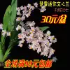 Товары от 广州花无缺有限公司