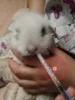 Товары от 月婷儿动保医疗总站