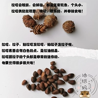 Ослетние бумага Матери Хомять шлифование игрушечную игрушку для сосны сосны цена ① Белое вещество - это кристалл соснового масла