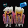 Товары от 齿科材料口腔牙科材料