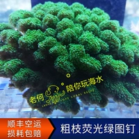 Грубые ветви флуоресцентные зеленые ногбиновые имбирные блок индонезийские кораллы Сломанные ветви Сломанные конечности, искусственные SPS твердый коралл