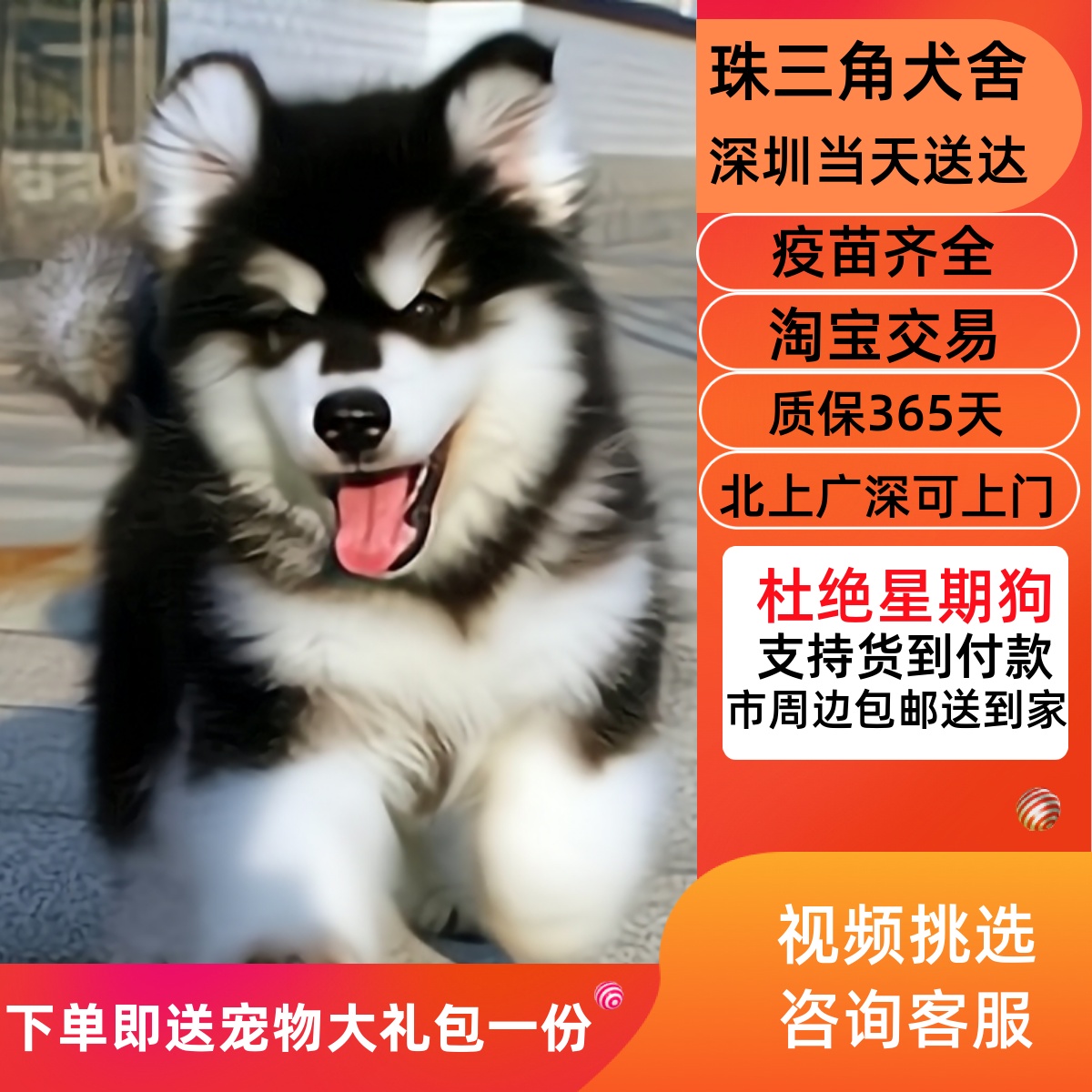 犬舍繁殖熊版巨型阿拉斯加幼犬_重庆市阿拉斯加犬 _狗铺子