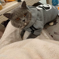 Кошачья одежда для собак, британская короткая кошачья одежда, кошка складывающая ухо апельсиновая одежда для домашних животных короткие волосы кошка осень и зимняя одежда