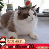 Радужная эластичная милая игрушка, кот