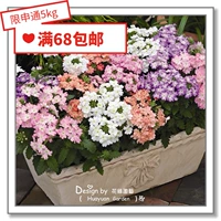 Семена семян цветов*голландский SG*красота сакура*Капсулы Tuscan Series 10