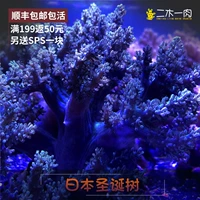 Японское программное обеспечение для рождественской елки коралловая морская вода биологическая живая коралловая LPS японская пшеница SF Бесплатная доставка
