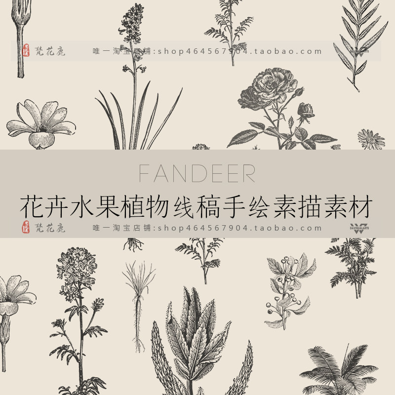 手绘花卉植物水果插画线稿素描eps复古ai包装平面设计png素材t19 淘宝网