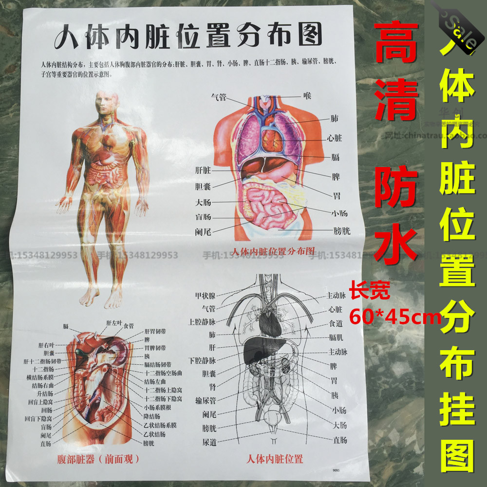 人体结构内脏器官位置血管心脏肝肺肠胃肾喉脾胰膀胱胆囊构造挂图 淘宝网