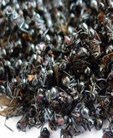 Чанбайский гора черный муравей большой муравей красный муравей 250 г каждая сумка купить 10 Получить 1 бесплатную пузырьковую сумку свежую бесплатную доставку