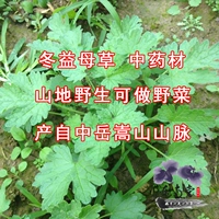 Zihua yiyi Motherwort Medicine Medicine Fresh Seedings Red Flow