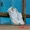Giày cao cổ mới của Vans ERA 95 DX Unicorn màu xanh da trời thấp và thấp - Plimsolls giày thể thao gucci