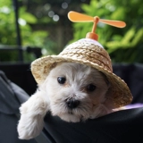 Симпатичная питомец бамбук дракоза соломенная шляпа кошка маленькая соломенная шляпа головка декоративная собака солнце