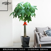 1,6-1,7 метра одиночный выстрел [черный квадратный фарфоровый горшок]