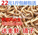 Big Wheat Protein Insect net Weight Weight Bree Shipping Barme Worm