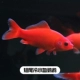 13-15 см в холодной воде попугай (короткий хвост) 3 штуки