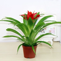 Удача (оригинальная почва)