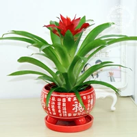 【Большая красная удача】 Удачи