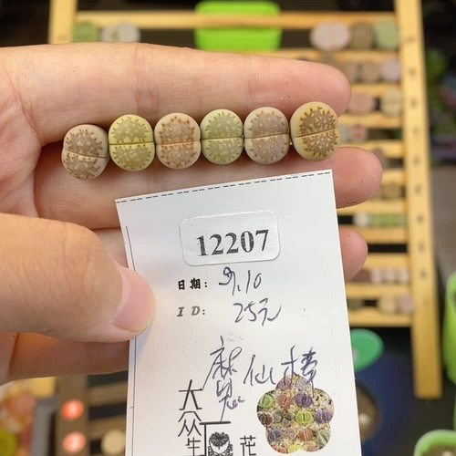 Shengshi Flower Little Mite One Shot 12207