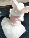 Кролик, юбка, платье-комбинация, жилет, домашний питомец, кот