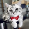 Товары от maomaoqiankk