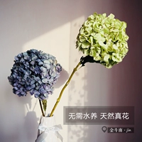 Свлажня для гортензии высушенные цветы настоящие цветы yunnan base прямые продажи домашние батончики кафе