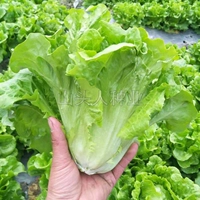Упаковка, Италия, 10 грамм