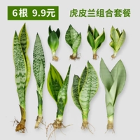 Тигр Пилан Плант Очистить воздух, мясистый, радиационный анти -радиационный