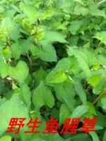 Fujian Shenshan Farmers Wild Houtturach houtturaching cycuskapuna drimp склад