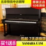 [Nổi bật] Nhật Bản nhập khẩu Yamaha piano Yamaha U1M - dương cầm roland rp102