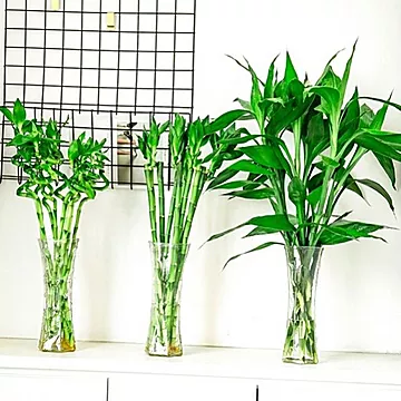 富贵竹水养水培植物转运竹室内绿植花卉客厅